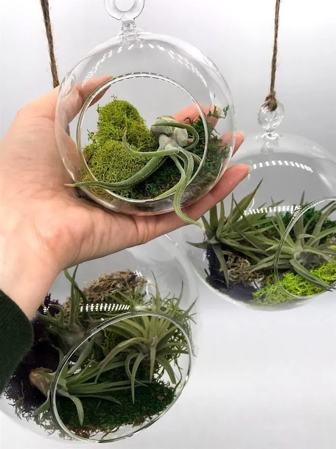 Air Plant filled - Hanging Glass Globe