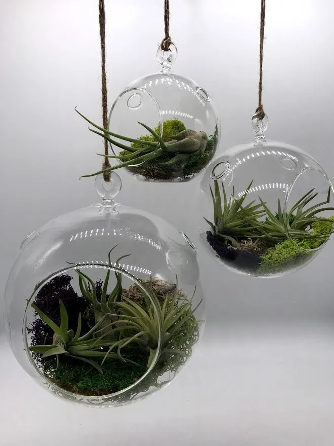 Air Plant filled - Hanging Glass Globe