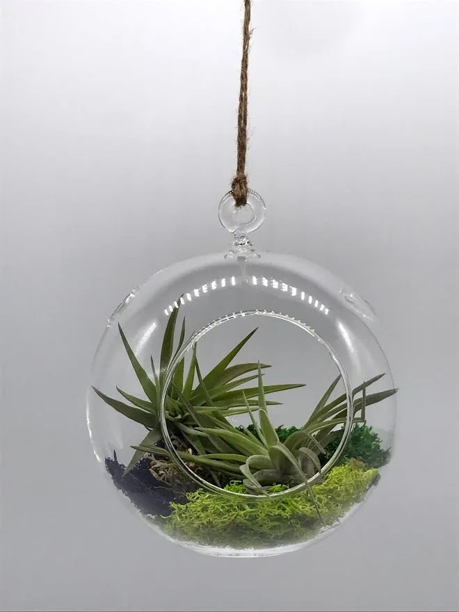 Air Plant filled - Hanging Glass Globe