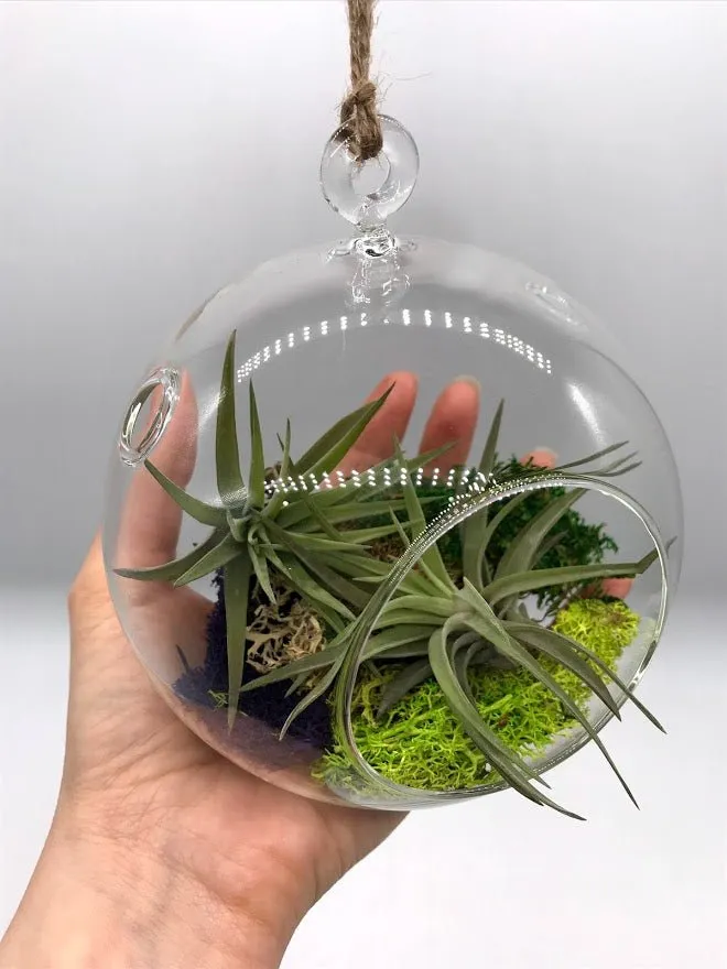 Air Plant filled - Hanging Glass Globe