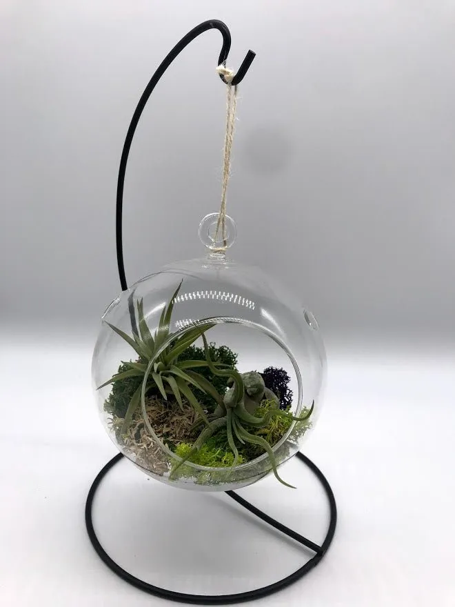 Air Plant filled - Hanging Glass Globe