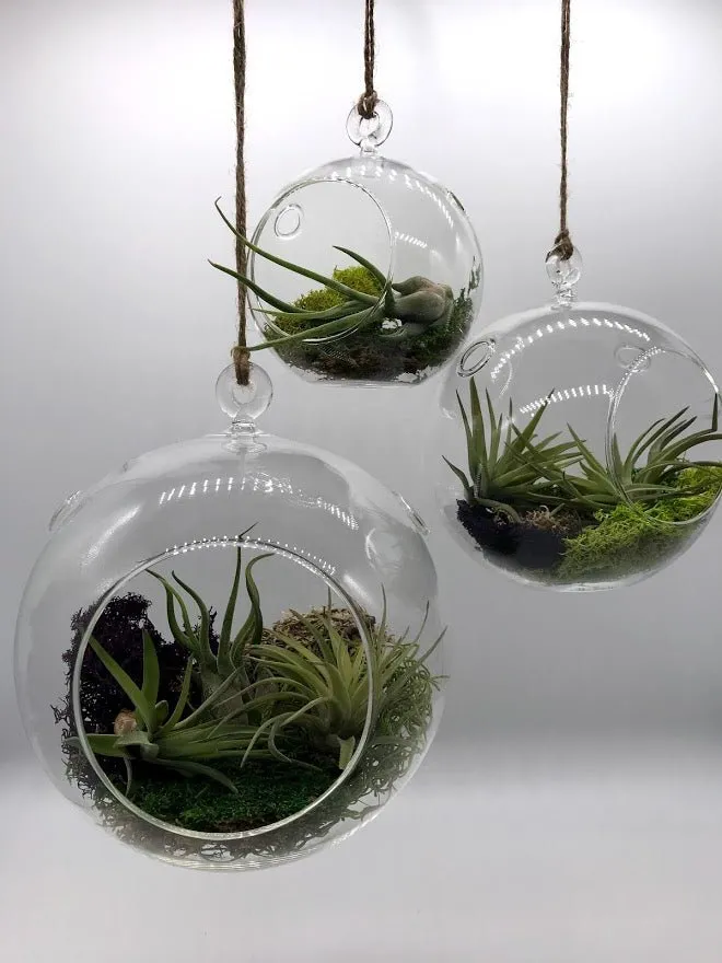 Air Plant filled - Hanging Glass Globe