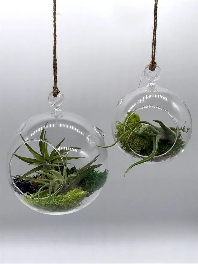 Air Plant filled - Hanging Glass Globe