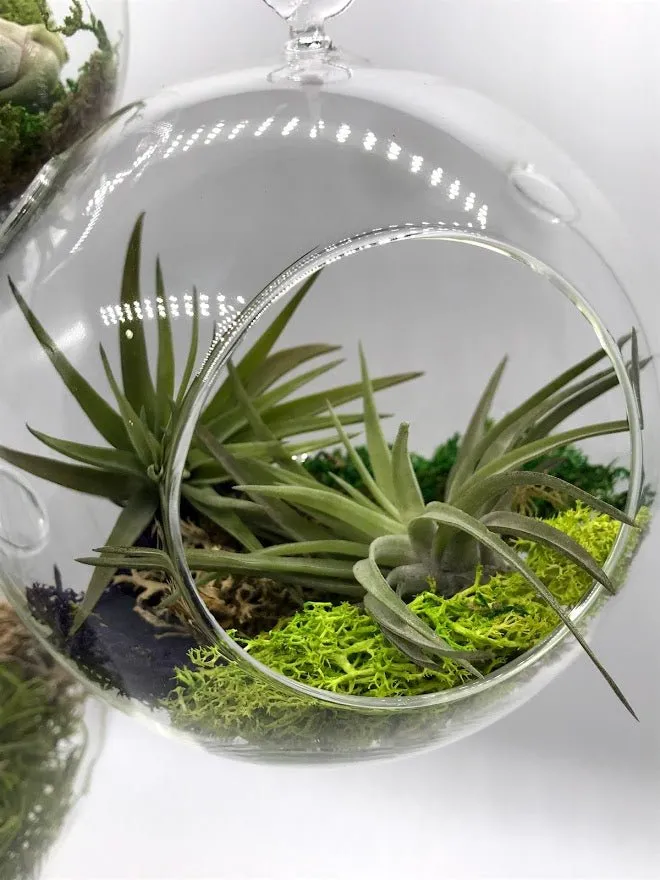 Air Plant filled - Hanging Glass Globe