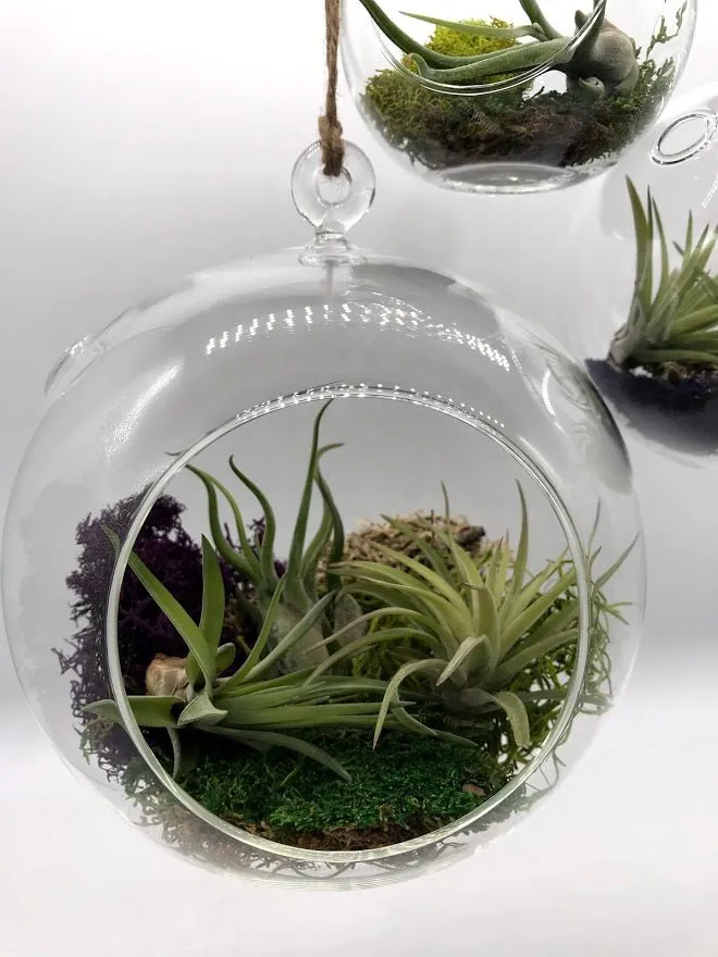 Air Plant filled - Hanging Glass Globe