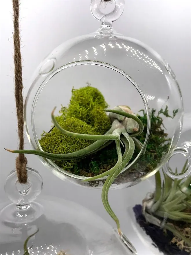 Air Plant filled - Hanging Glass Globe
