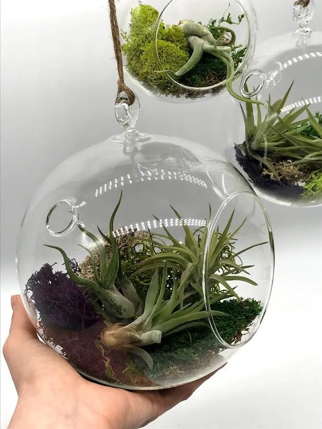Air Plant filled - Hanging Glass Globe