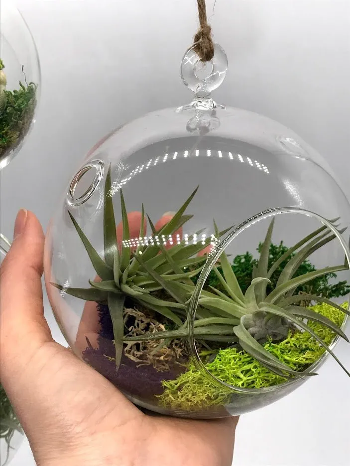 Air Plant filled - Hanging Glass Globe