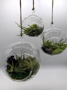 Air Plant filled - Hanging Glass Globe