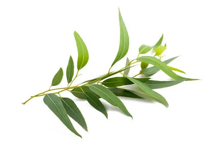 Eucalyptus Globulus 80/85 EO