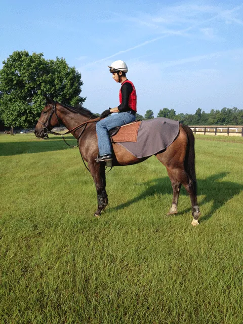 Fenwick Equestrian Liquid Titanium Quarter Sheet