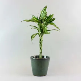 Lucky Bamboo 'Victory' | Dracaena sanderiana 'Victory'
