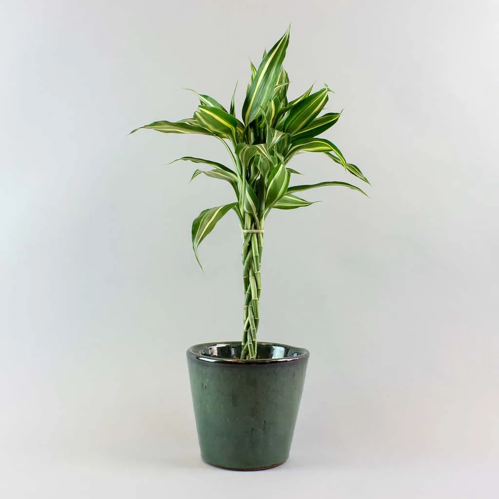 Lucky Bamboo 'Victory' | Dracaena sanderiana 'Victory'