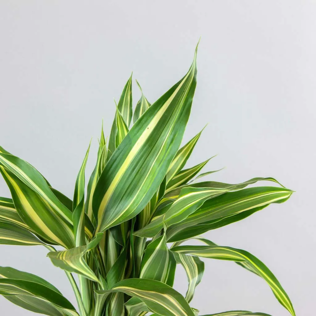 Lucky Bamboo 'Victory' | Dracaena sanderiana 'Victory'