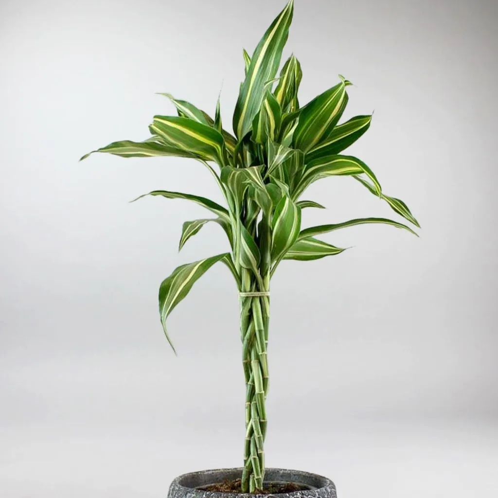 Lucky Bamboo 'Victory' | Dracaena sanderiana 'Victory'