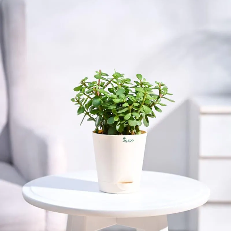 Ugaoo Mini Indoor Plant - Set Of Three
