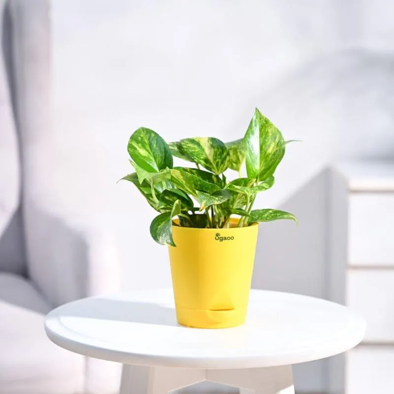 Ugaoo Mini Indoor Plant - Set Of Three