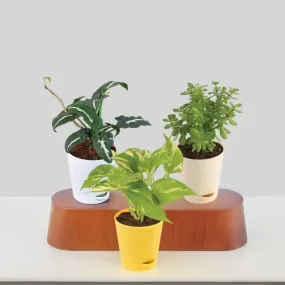 Ugaoo Mini Indoor Plant - Set Of Three